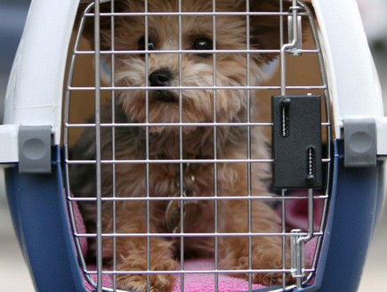 כלב בכלוב בטיסה (צילום: אימג'בנק / Thinkstock)