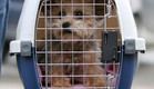 כלב בכלוב בטיסה (צילום: אימג'בנק / Thinkstock)