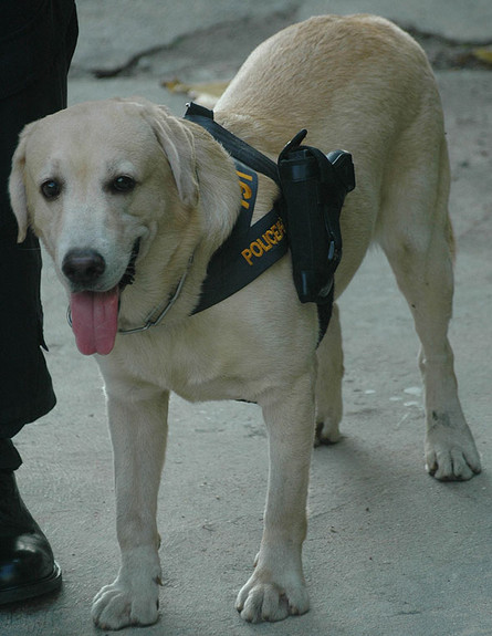 כלב עם אקדח (צילום: thesun.co.uk)