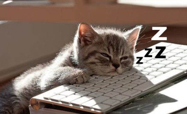 חתול ישן מול מחשב
