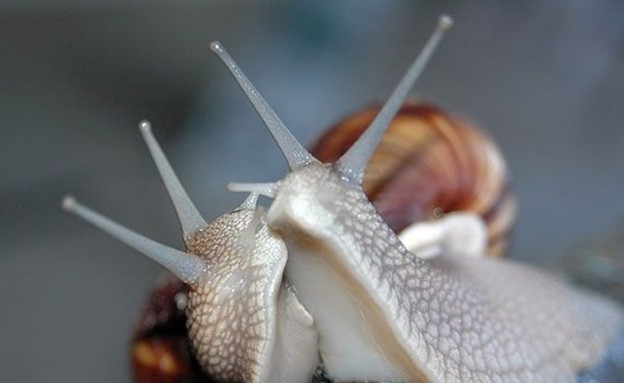 החיות הכי רומנטיות