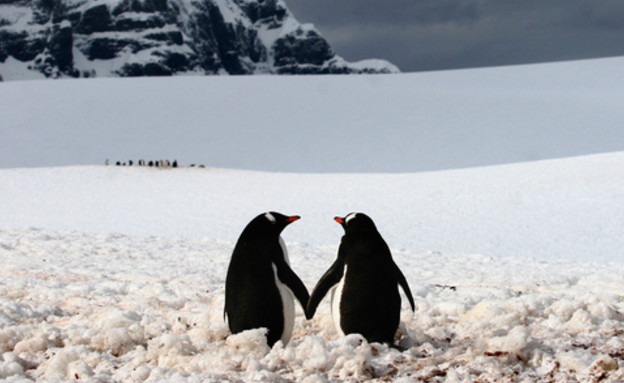 החיות הכי רומנטיות