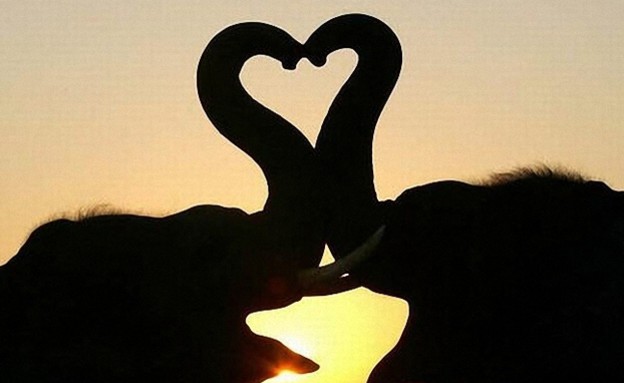 החיות הכי רומנטיות