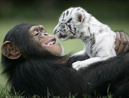 החיות הכי רומנטיות (צילום: buzzfeed)