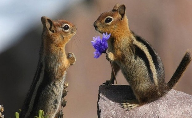 החיות הכי רומנטיות
