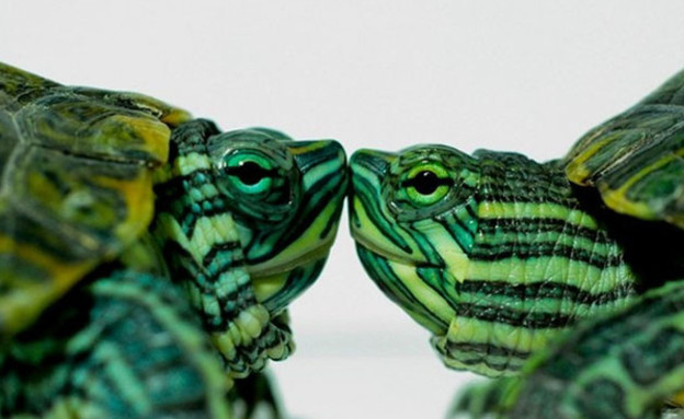 החיות הכי רומנטיות