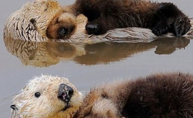 החיות הכי רומנטיות