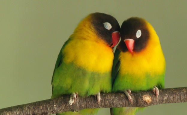 החיות הכי רומנטיות