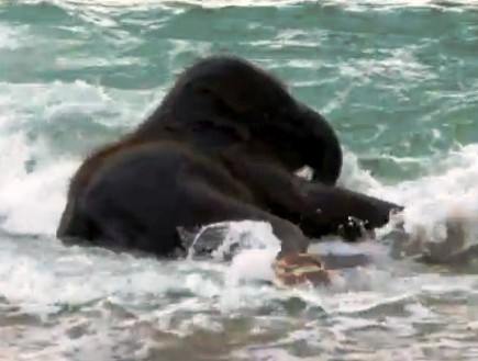 פיל תינוק שוחה בים