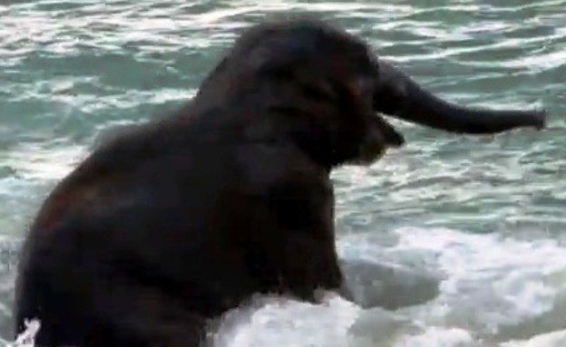 פיל תינוק שוחה בים