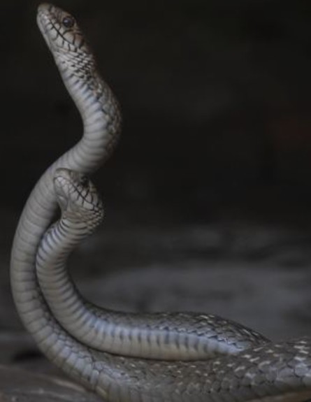טקס ההקסמה של הנחשים הזכרים
