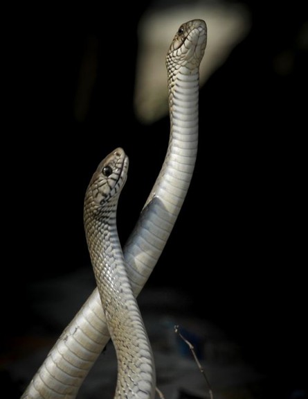 טקס ההקסמה של הנחשים הזכרים