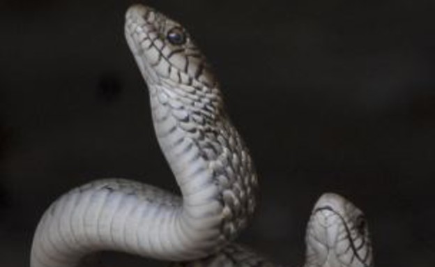 טקס ההקסמה של הנחשים הזכרים