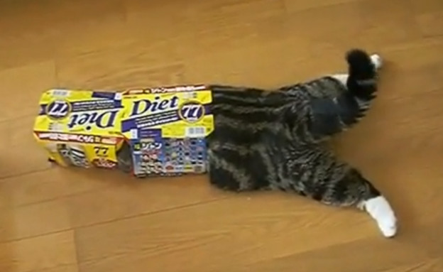 חתול בקופסא