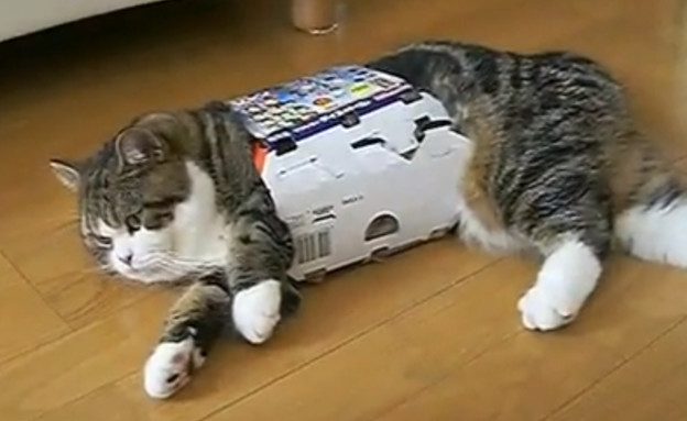 חתול בקופסא
