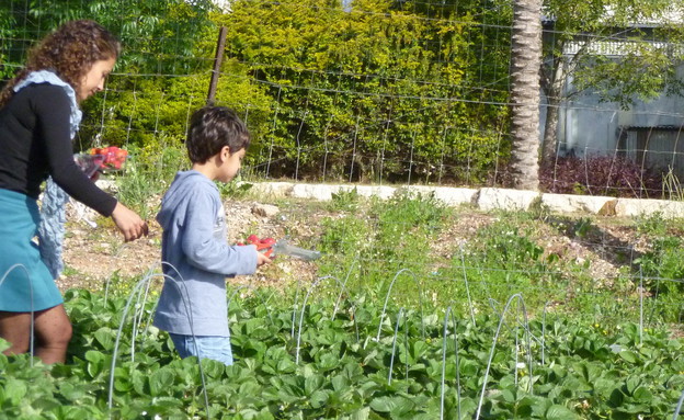 קטיף תותים