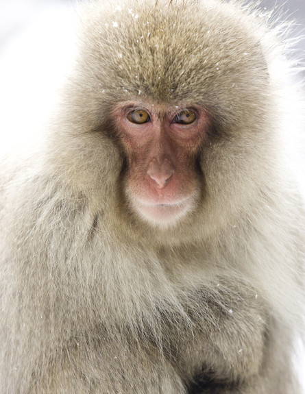 הקוף החושב צילום (צילום: אימג'בנק / Thinkstock)