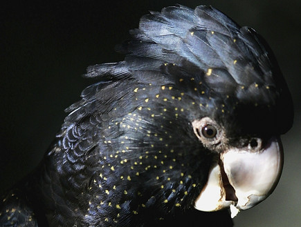 קקדו שחור הזנב צילום גטי אימג'ס (צילום: אימג'בנק / Gettyimages)