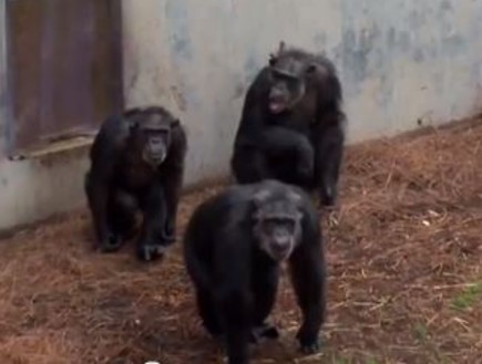 קופים יוצאים ממעבדה בעת פרישה