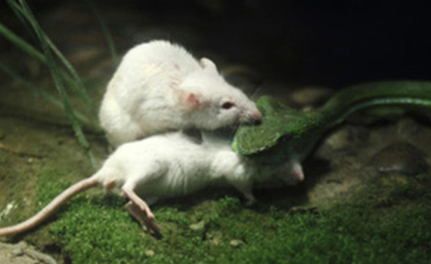 עכבר תוקף נחש (צילום: msn.com)