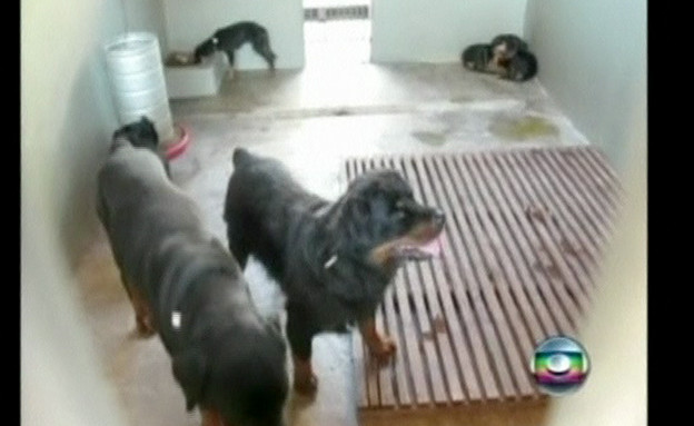 המאהבת נזרקה לכלבים המאהבת נזרקה לכלבים