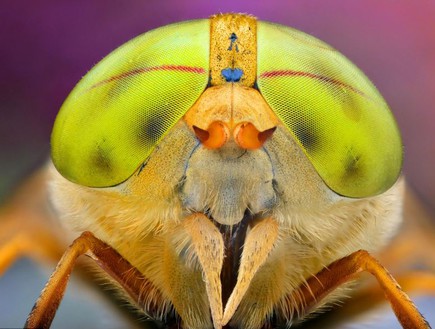 תקריבי החרקים של אירנאוז איירס וולציק (צילום: dailymail.co.uk)
