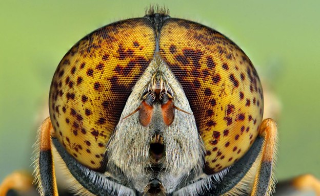 תקריבי החרקים של אירנאוז איירס וולציק (צילום: dailymail.co.uk)