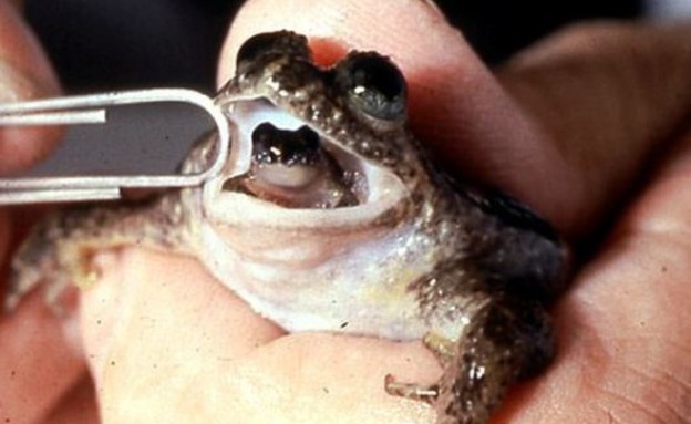 הצפרדע שמולידה מהפה (צילום: popsci.com)