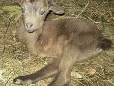 העז שנולדה בלי רגליים קדמיות (צילום: austriantimes.at)