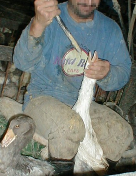 פיטום אווז (צילום: אנונימוס)