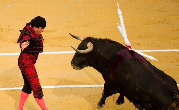 שור, פסטיבל ולנסיה (צילום: David Ramos, GettyImages IL)