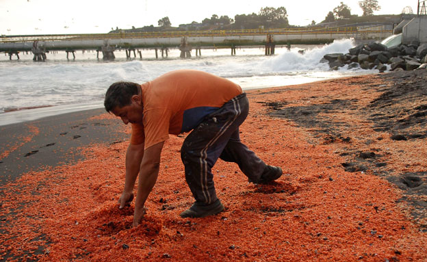 נחילים אדומים בחוף (צילום: רוייטרס)