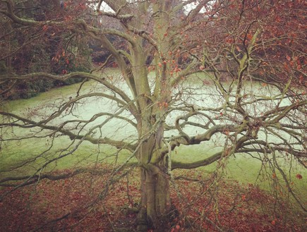 terry the tree (צילום: איילת רוזן)