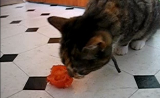 חתול אוכל עגבנייה (צילום: youtube.com)