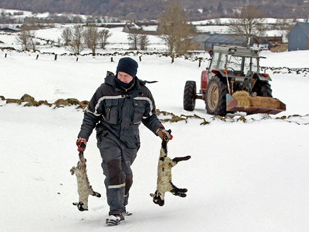 הכבשים לא שרדו. בריטניה מכוסה בשלג (צילום: רויטרס)