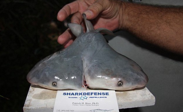 כריש שורי כפול ראש (צילום: dailymail.co.uk)