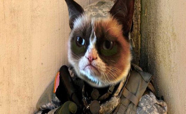 החתול הלוחם (צילום: צבא ארצות הברית)