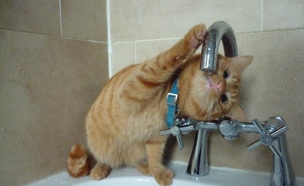 חתול שותה מברז