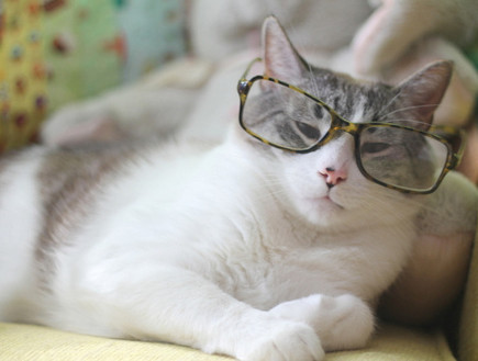 חתול עם משקפיים