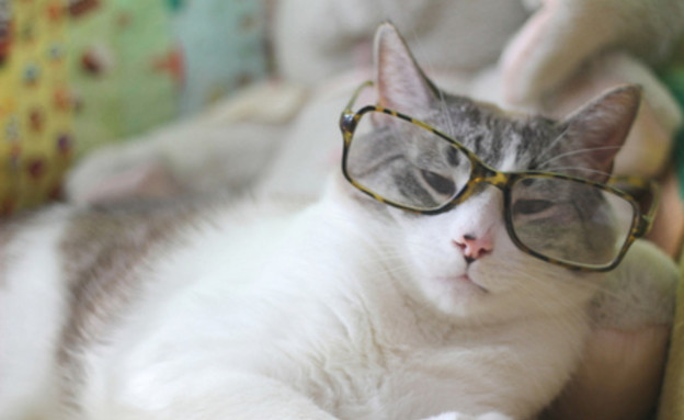 חתול עם משקפיים