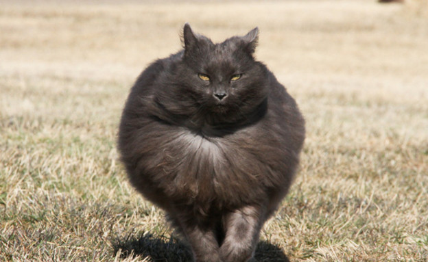 חתול מלכותי