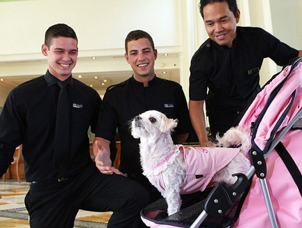 עובדי המלון עם הכלבים