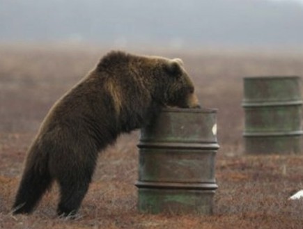 דובים מתמסטלים (צילום: gizmodo.com)