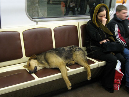 הכלבים של הרכבת התחתית במוסקבה