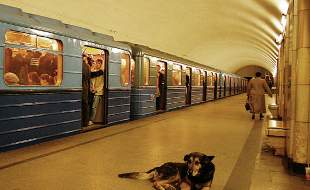 הכלבים של הרכבת התחתית במוסקבה