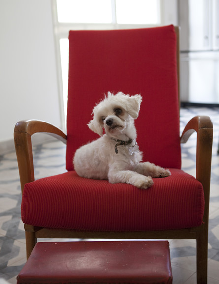 בית בבנימינה, כלב על כורסא (צילום: הגר דופלט)
