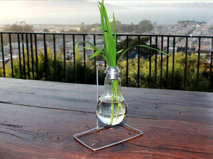 הצמח הזוהר יחליף את הנורה? (צילום: Glowing Plants)
