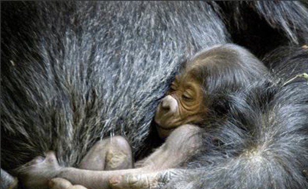 גורילה תינוק (צילום: tokyotimes.com)