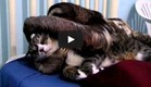עצלן וחתול מתחבקים (צילום: youtube.com)