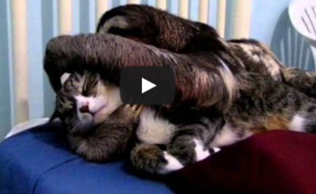 עצלן וחתול מתחבקים (צילום: youtube.com)